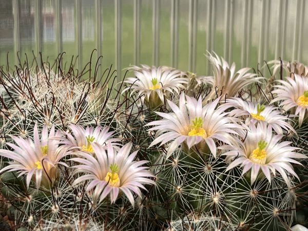 Mammillaria barbarta - Pinaleno Mountains